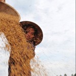 Philippines may buy more rice from Vietnam