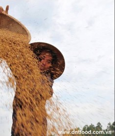 Philippines may buy more rice from Vietnam